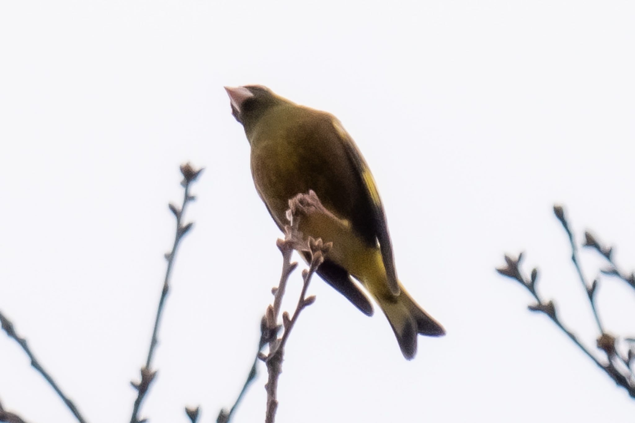 Photo of Grey-capped Greenfinch at 滋賀県米原市 by なかみき1287