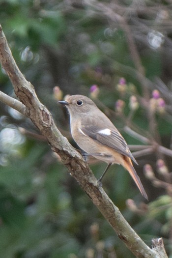 Daurian Redstart 滋賀県米原市 Sun, 3/31/2024