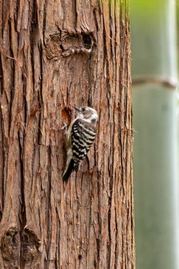 Japanese Pygmy Woodpecker 滋賀県米原市 Sun, 3/31/2024