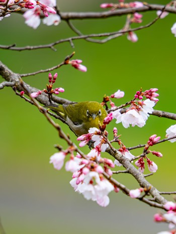 Warbling White-eye 岡崎城 Sun, 3/24/2024