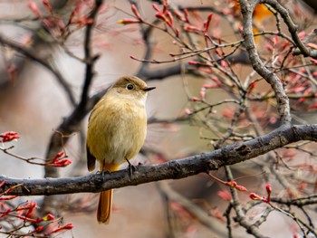 Daurian Redstart 岡崎城 Sun, 3/24/2024