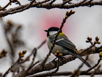 Japanese Tit 岡崎城 Sun, 3/24/2024