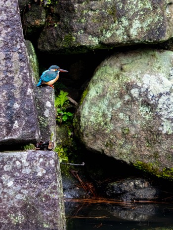 Common Kingfisher 岡崎城 Sun, 3/24/2024