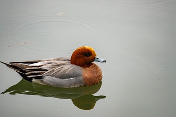 Eurasian Wigeon 岡崎城 Sun, 3/24/2024