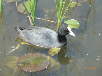 オオバン 舎人公園 2022年4月23日(土)