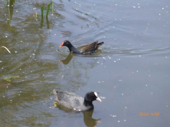 Sat, 4/23/2022 Birding report at Toneri Park