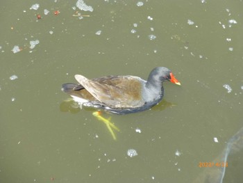 Common Moorhen Toneri Park Sat, 4/23/2022