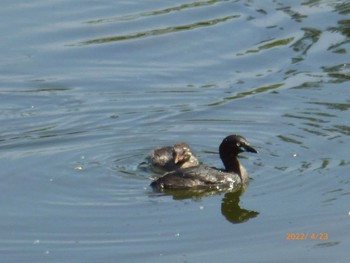 Little Grebe Toneri Park Sat, 4/23/2022