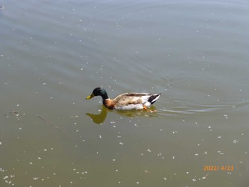 Domestic duck Toneri Park Sat, 4/23/2022