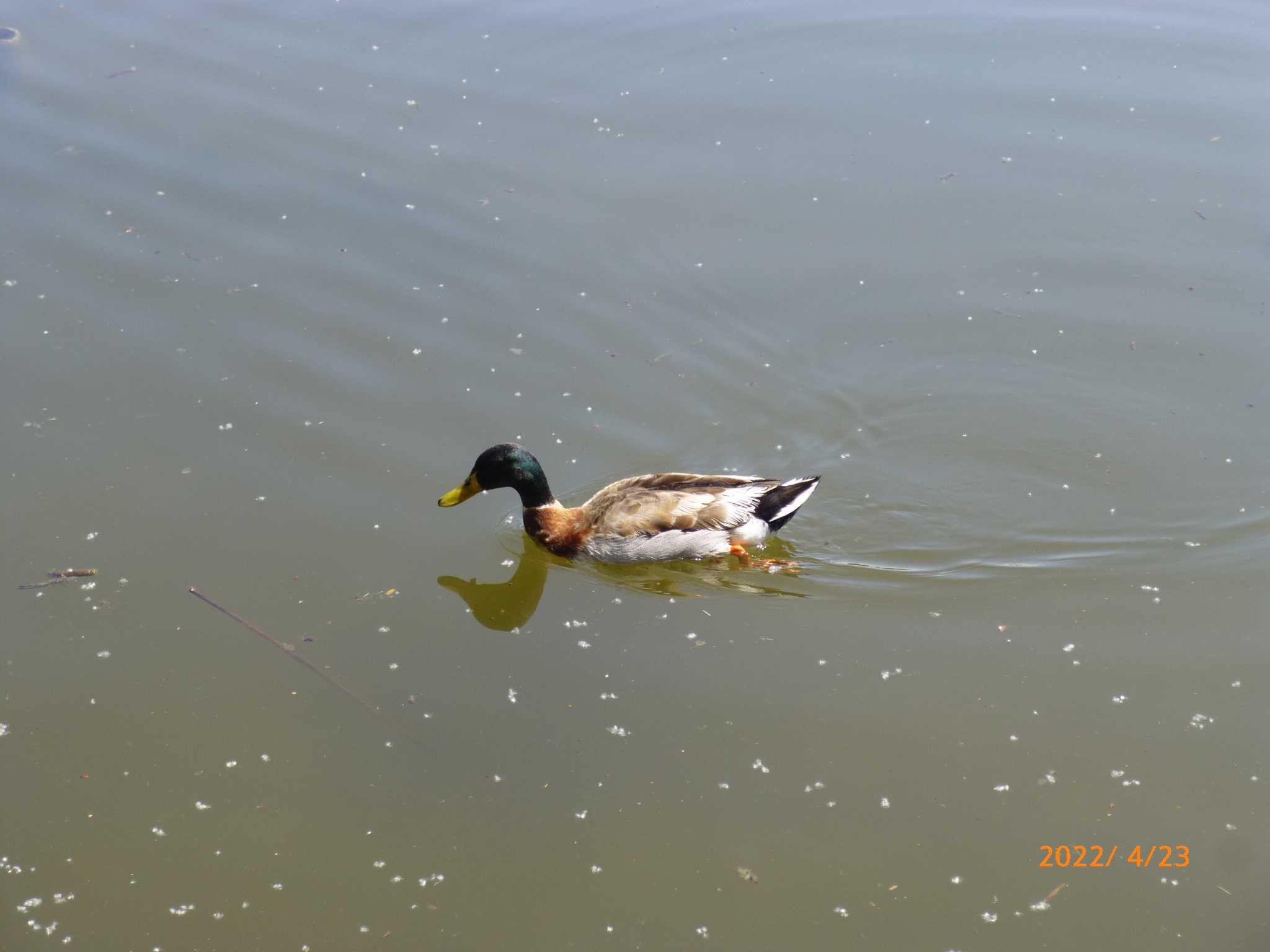 Domestic duck