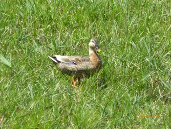 Domestic duck Toneri Park Sat, 4/23/2022