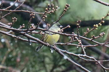 Masked Bunting 滋賀県米原市 Mon, 3/25/2024