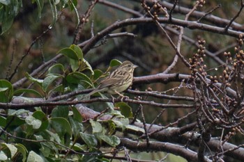 Masked Bunting 滋賀県米原市 Mon, 3/25/2024