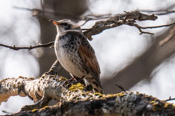 Dusky Thrush 三島池(滋賀県米原市) Fri, 3/22/2024