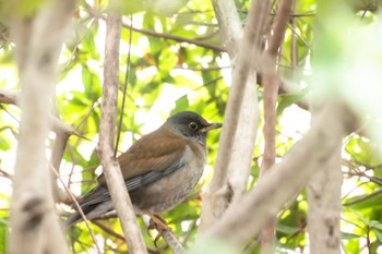 Pale Thrush 庄内緑地公園 Thu, 2/22/2024