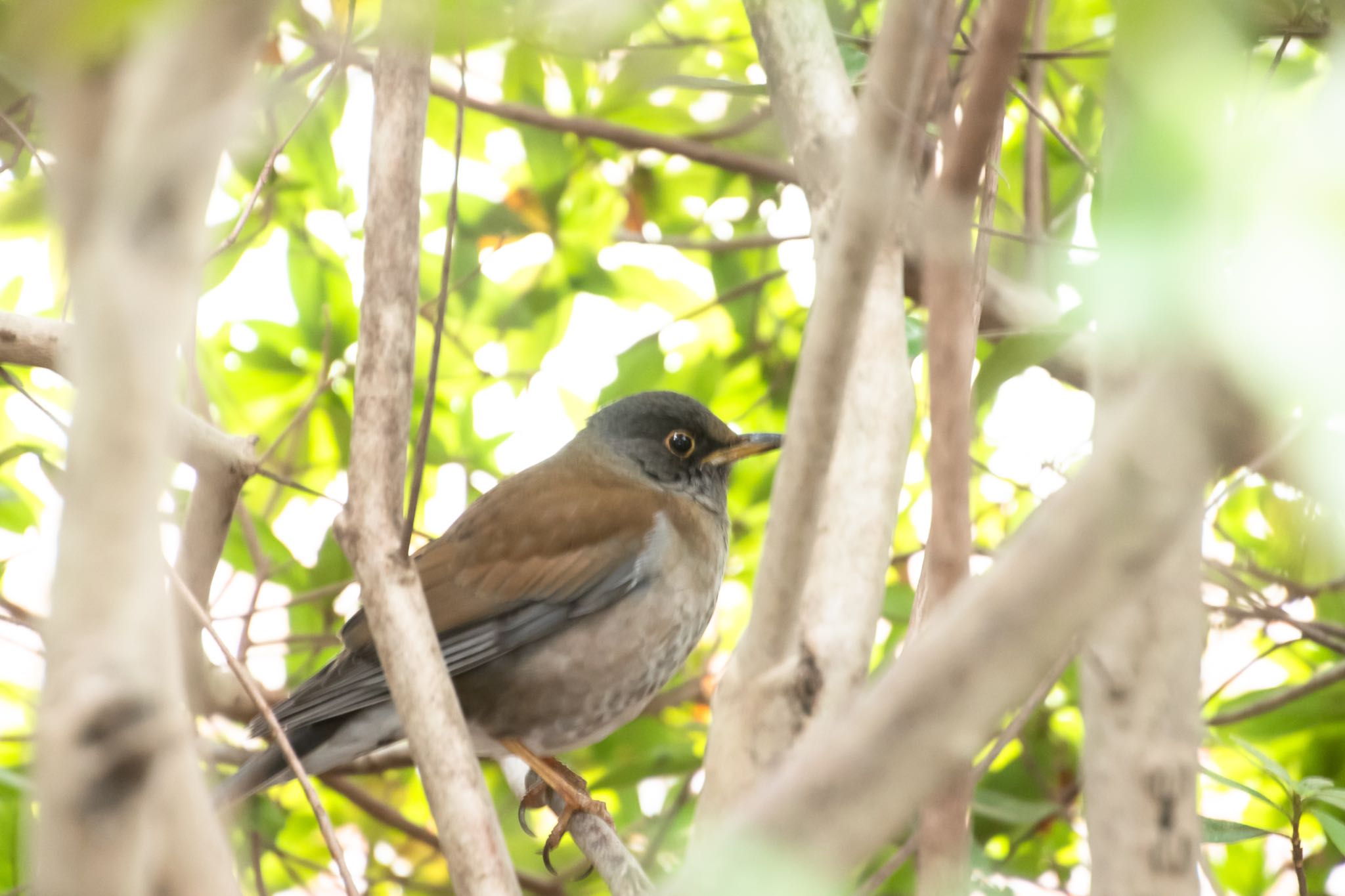 Photo of Pale Thrush at 庄内緑地公園 by なかみき1287