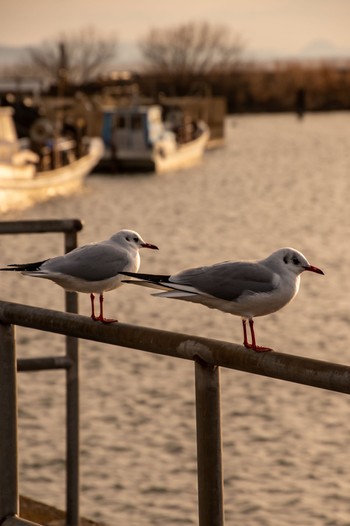 Black-headed Gull 長浜港 Fri, 2/9/2024