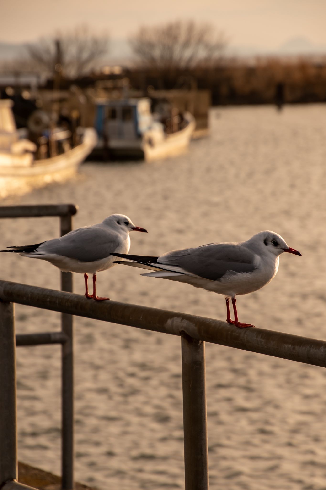 Photo of Black-headed Gull at 長浜港 by なかみき1287