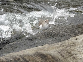 イソシギ ぐるり公園 2024年4月3日(水)