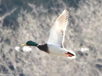 Greater White-fronted Goose 札幌モエレ沼公園 Wed, 4/3/2024