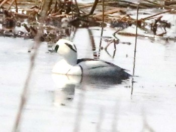 ミコアイサ 札幌モエレ沼公園 2024年4月3日(水)