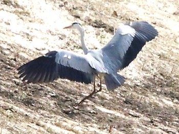 Grey Heron 札幌モエレ沼公園 Wed, 4/3/2024