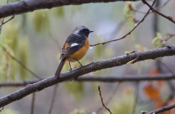 Daurian Redstart Oizumi Ryokuchi Park Wed, 4/3/2024