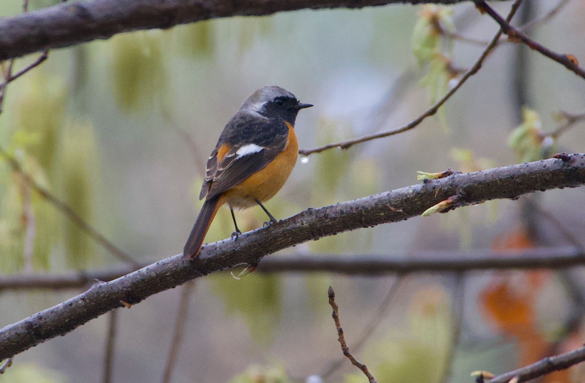 Daurian Redstart