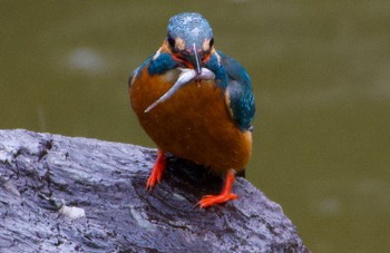 Common Kingfisher Oizumi Ryokuchi Park Wed, 4/3/2024