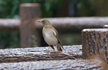 Pale Thrush Oizumi Ryokuchi Park Wed, 4/3/2024