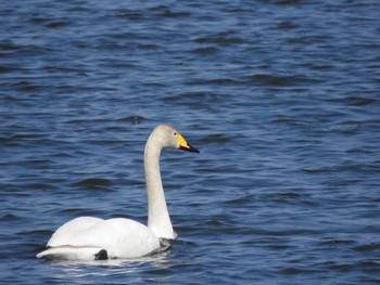 オオハクチョウ 大沼公園(北海道七飯町) 2024年4月3日(水)