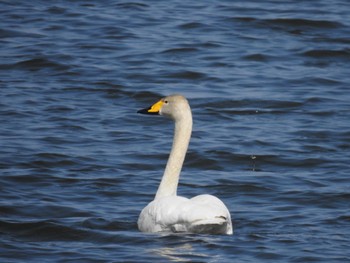 オオハクチョウ 大沼公園(北海道七飯町) 2024年4月3日(水)