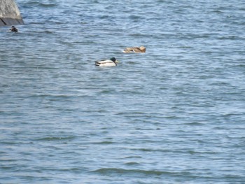 マガモ 大沼公園(北海道七飯町) 2024年4月3日(水)