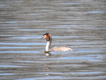 カンムリカイツブリ 大沼公園(北海道七飯町) 2024年4月3日(水)