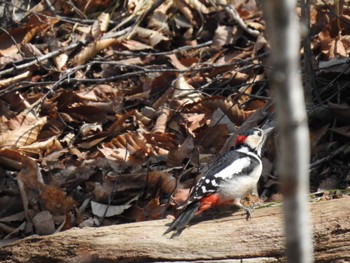 Wed, 4/3/2024 Birding report at 大沼公園(北海道七飯町)