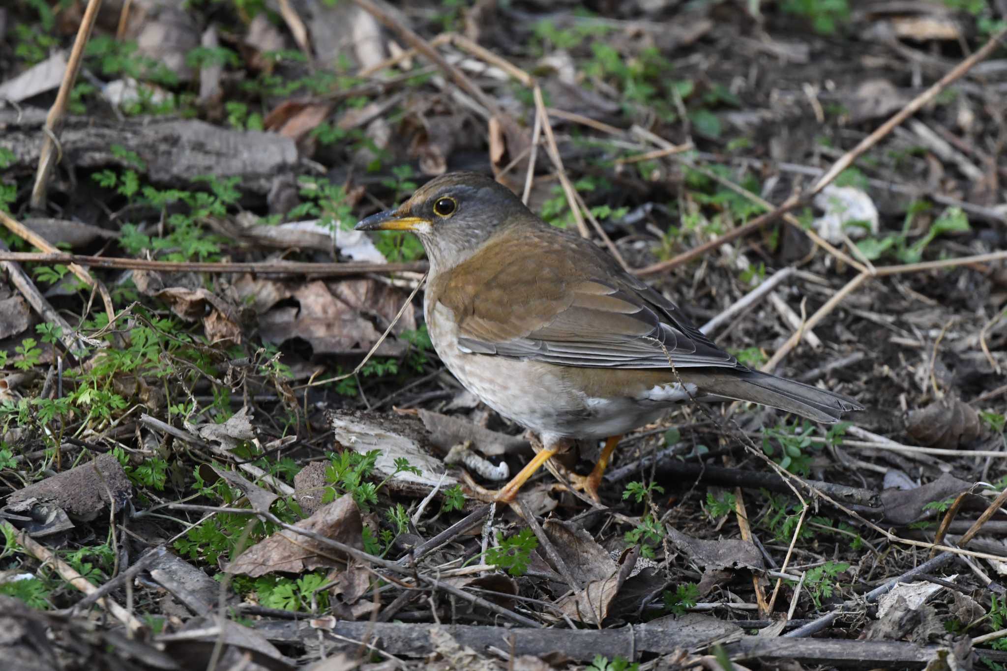 Pale Thrush