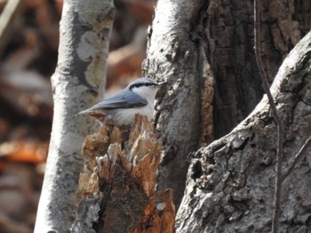 Eurasian Nuthatch(asiatica) 大沼公園(北海道七飯町) Wed, 4/3/2024