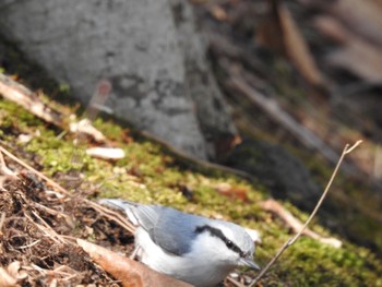 Eurasian Nuthatch(asiatica) 大沼公園(北海道七飯町) Wed, 4/3/2024