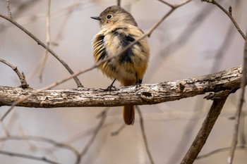 ジョウビタキ 京都府立植物園 2024年3月28日(木)