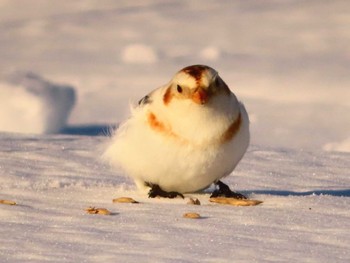 Snow Bunting 鵡川河口 Sun, 1/28/2024