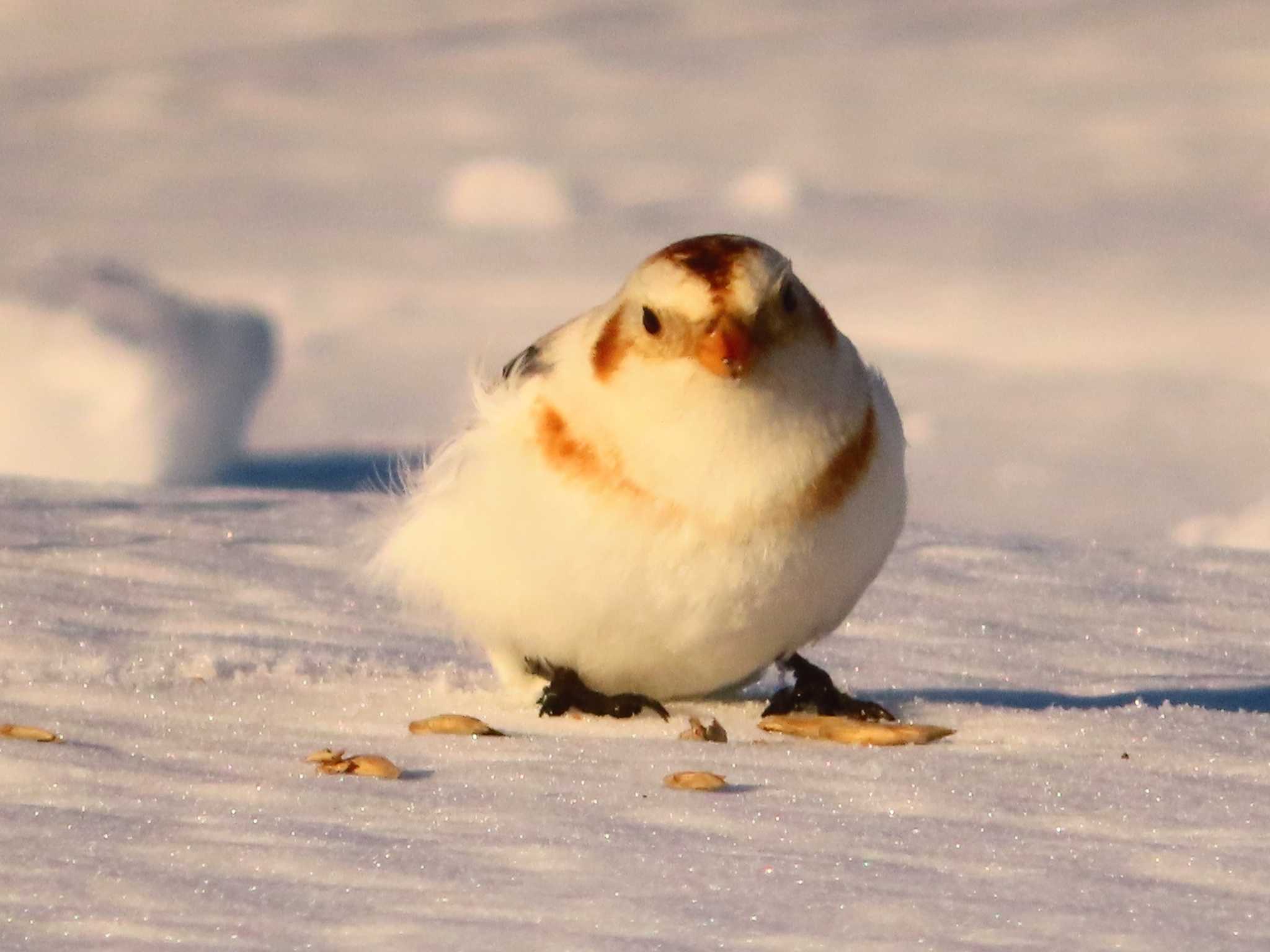 Photo of Snow Bunting at 鵡川河口 by ゆ