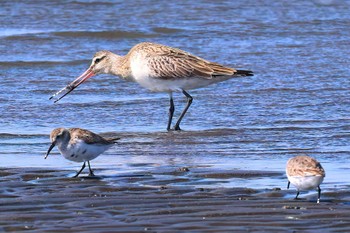 オオソリハシシギ ふなばし三番瀬海浜公園 2024年3月31日(日)