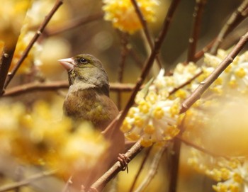 Tue, 4/2/2024 Birding report at 滋賀県