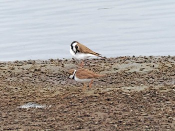 Little Ringed Plover 蒲生干潟(仙台市) Wed, 4/3/2024