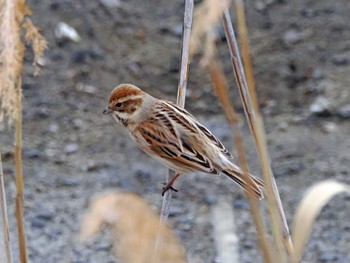 Common Reed Bunting 蒲生干潟(仙台市) Wed, 4/3/2024