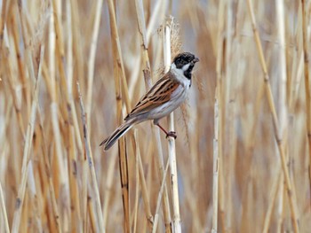 Common Reed Bunting 蒲生干潟(仙台市) Wed, 4/3/2024