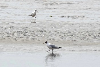 Black-headed Gull Fujimae Tidal Flat Sun, 3/31/2024