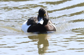 Tufted Duck Akashi Park Sun, 3/3/2024