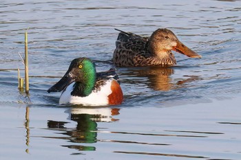 ハシビロガモ 葛西臨海公園 2024年3月31日(日)