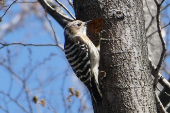 Japanese Pygmy Woodpecker 東京都北区 Sun, 3/31/2024